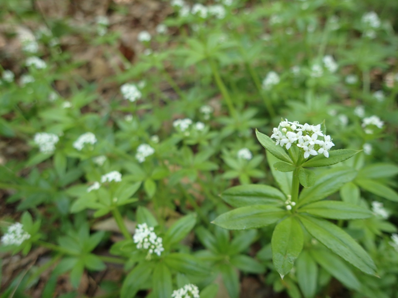 オククルマムグラ