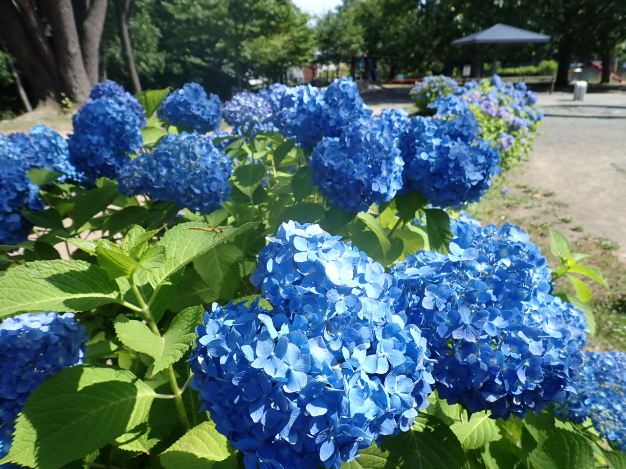こどもひろばのアジサイ