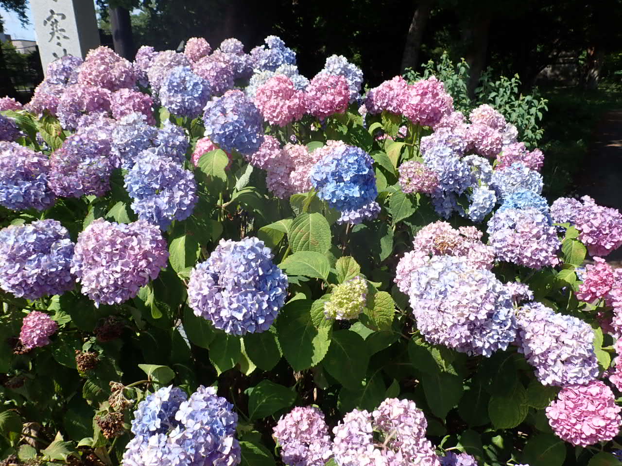 月寒神社に隣接する公園入口にあるアジサイ
