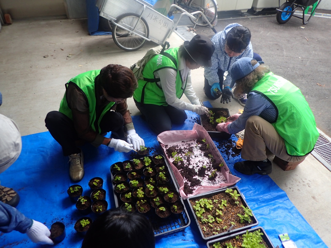 野の花植え替え