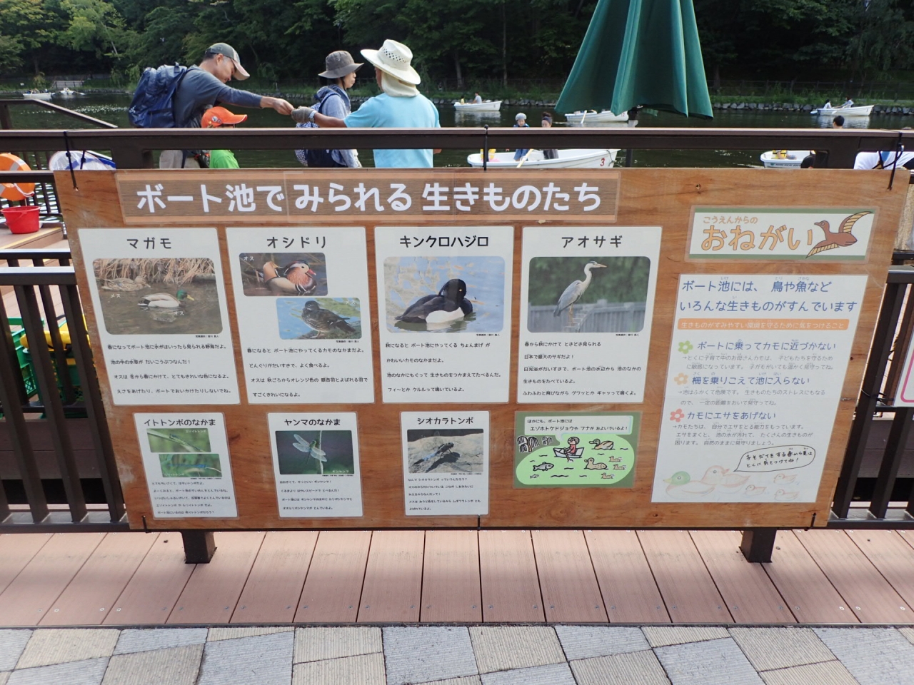 池の生きもの紹介看板