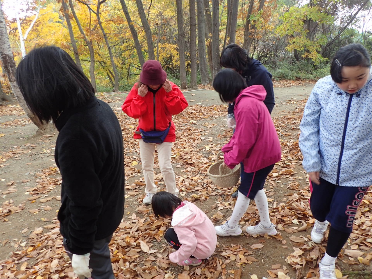 どんぐりの観察