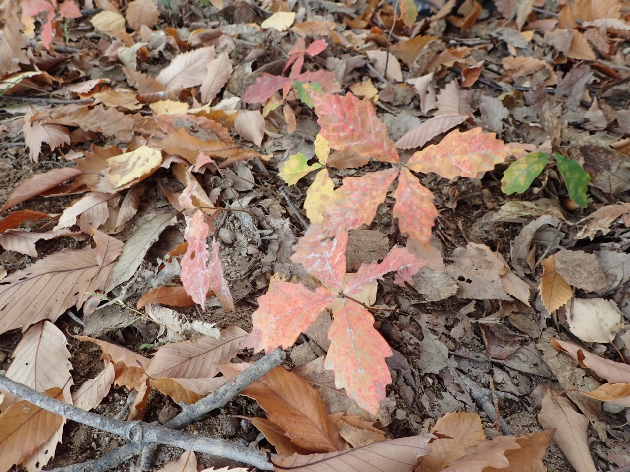 ミズナラの幼木