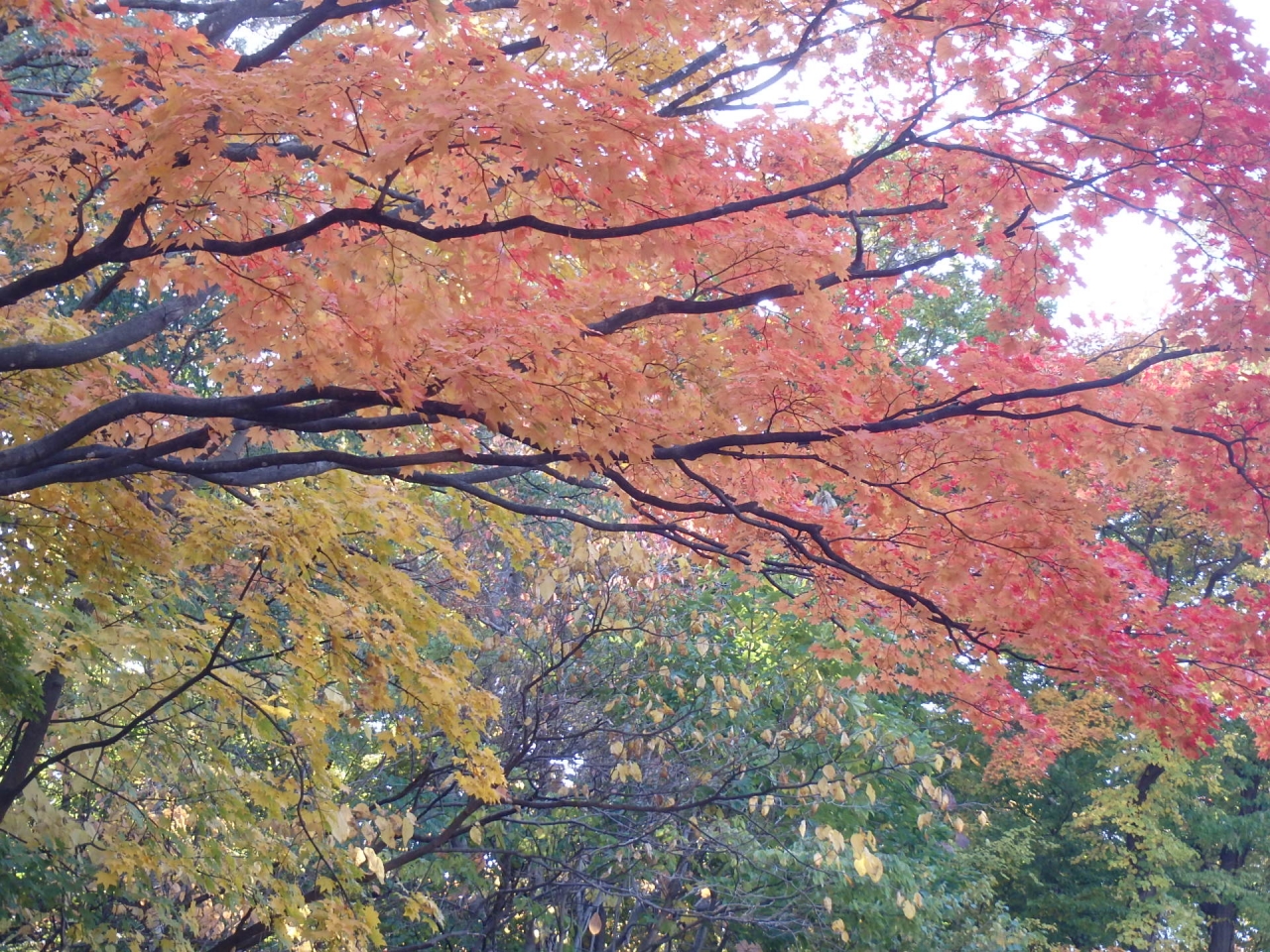月寒公園紅葉写真ボート池周辺