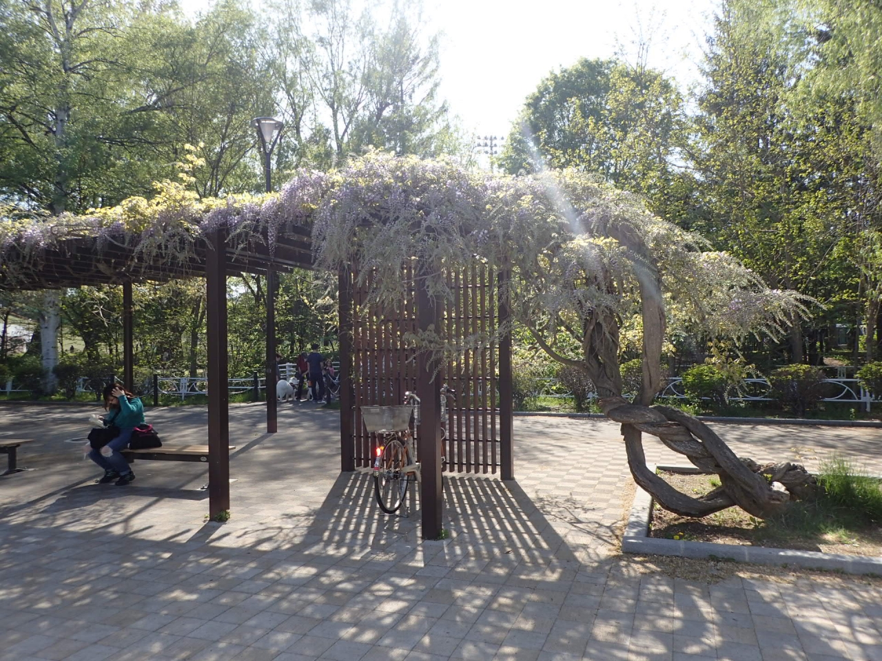 ボート池の藤棚　5月21日