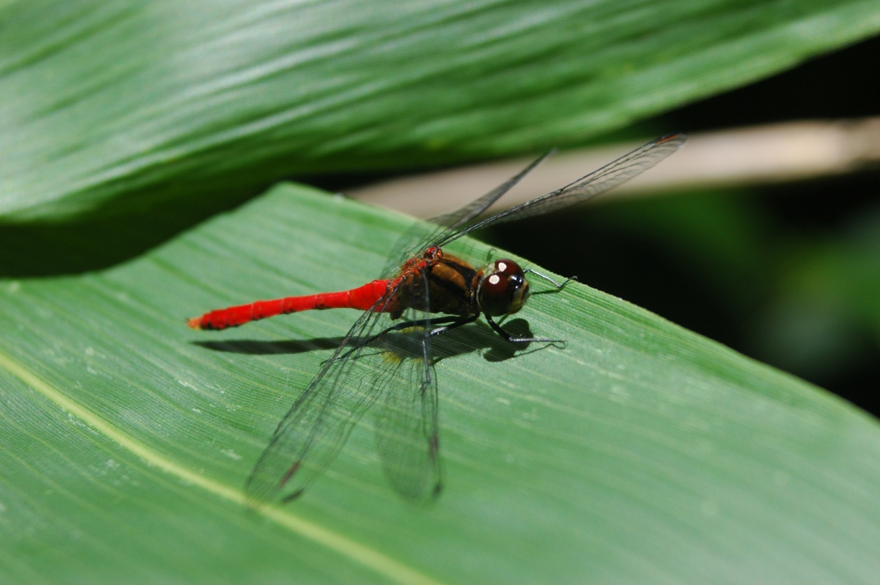 マユタテアカネ♂
