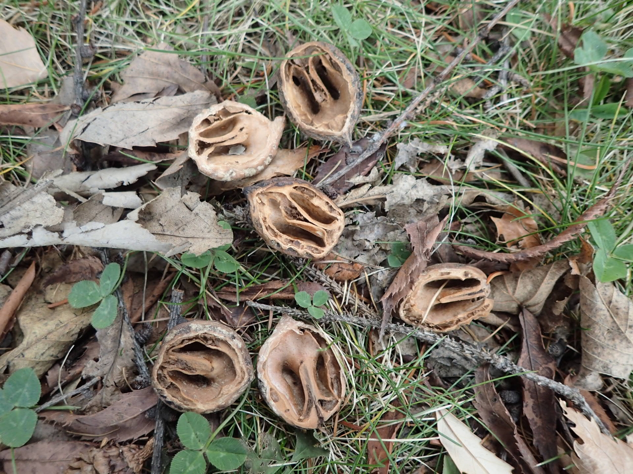エゾリスが食べたクルミがたくさん