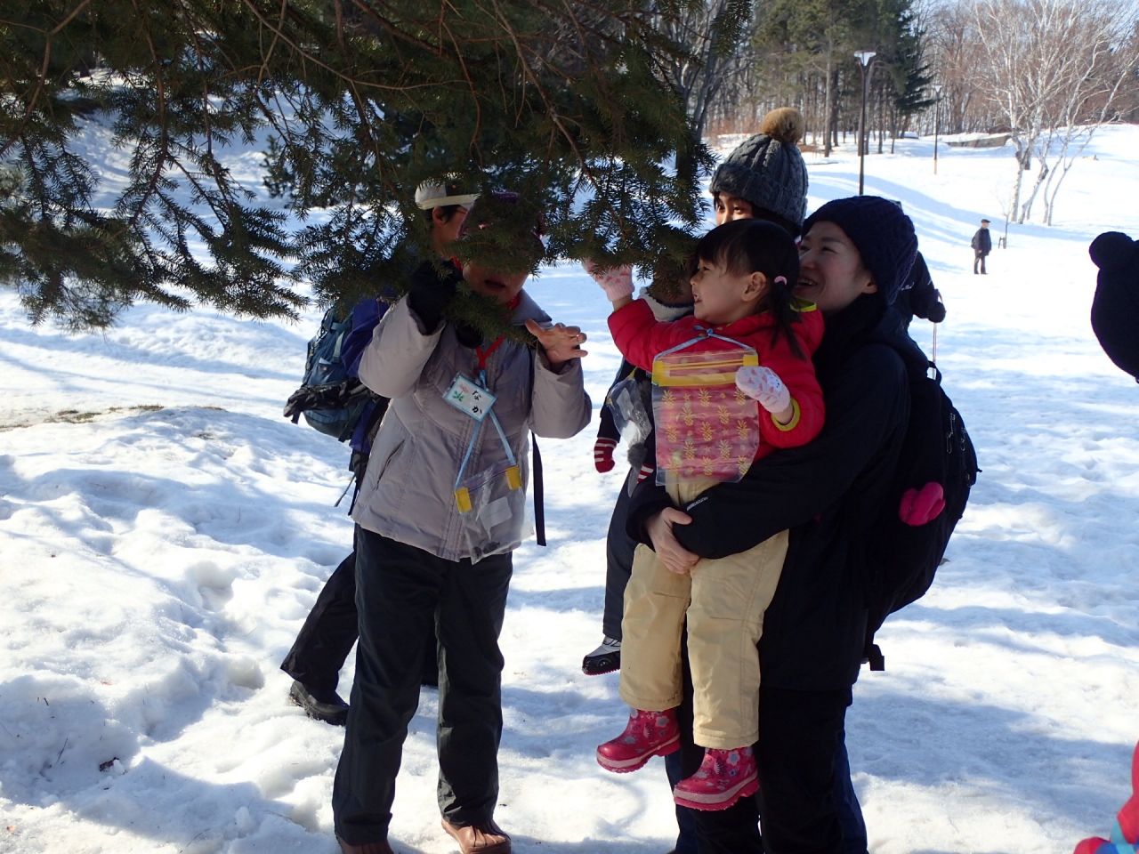 松の葉っぱ観察