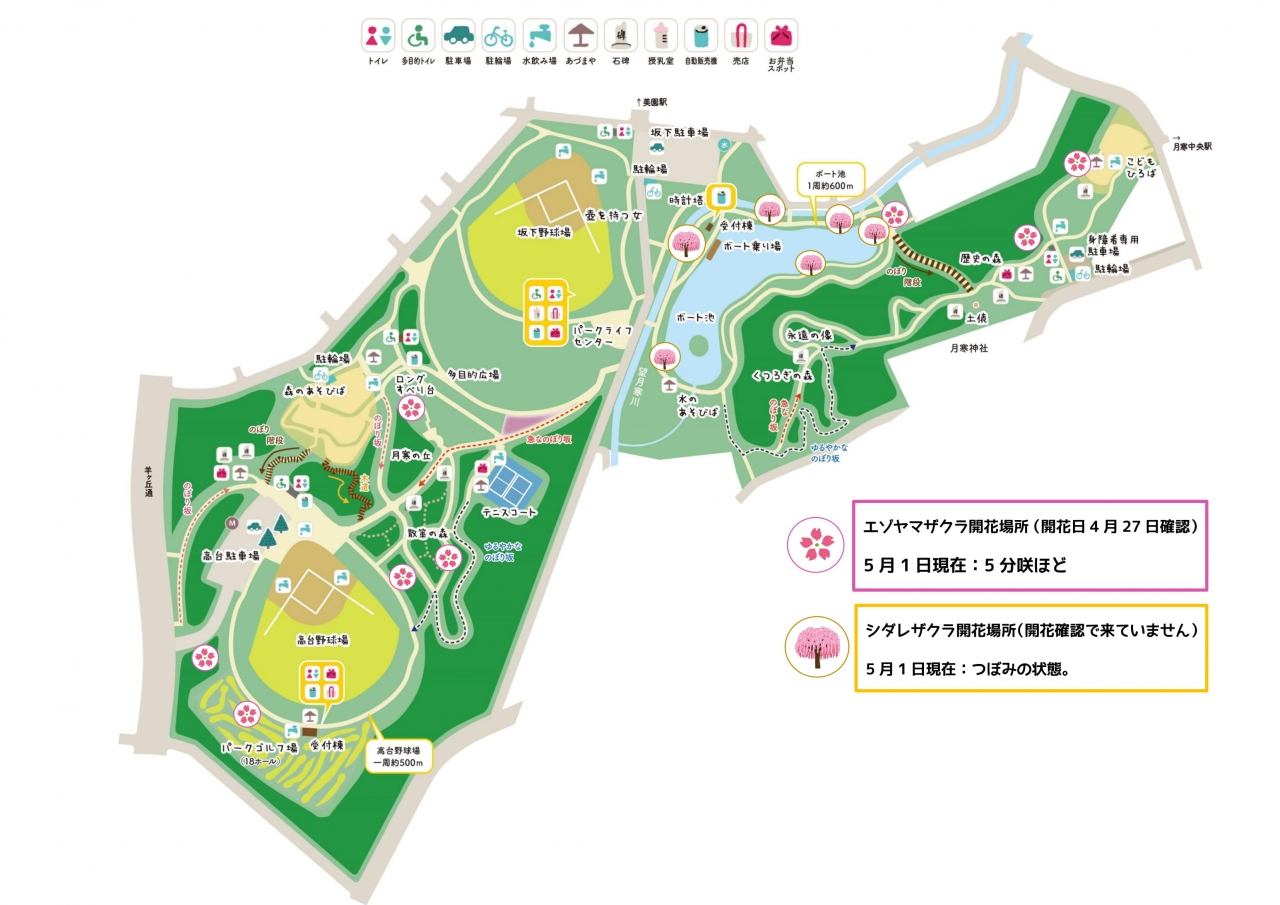 サクラ開花情報-1