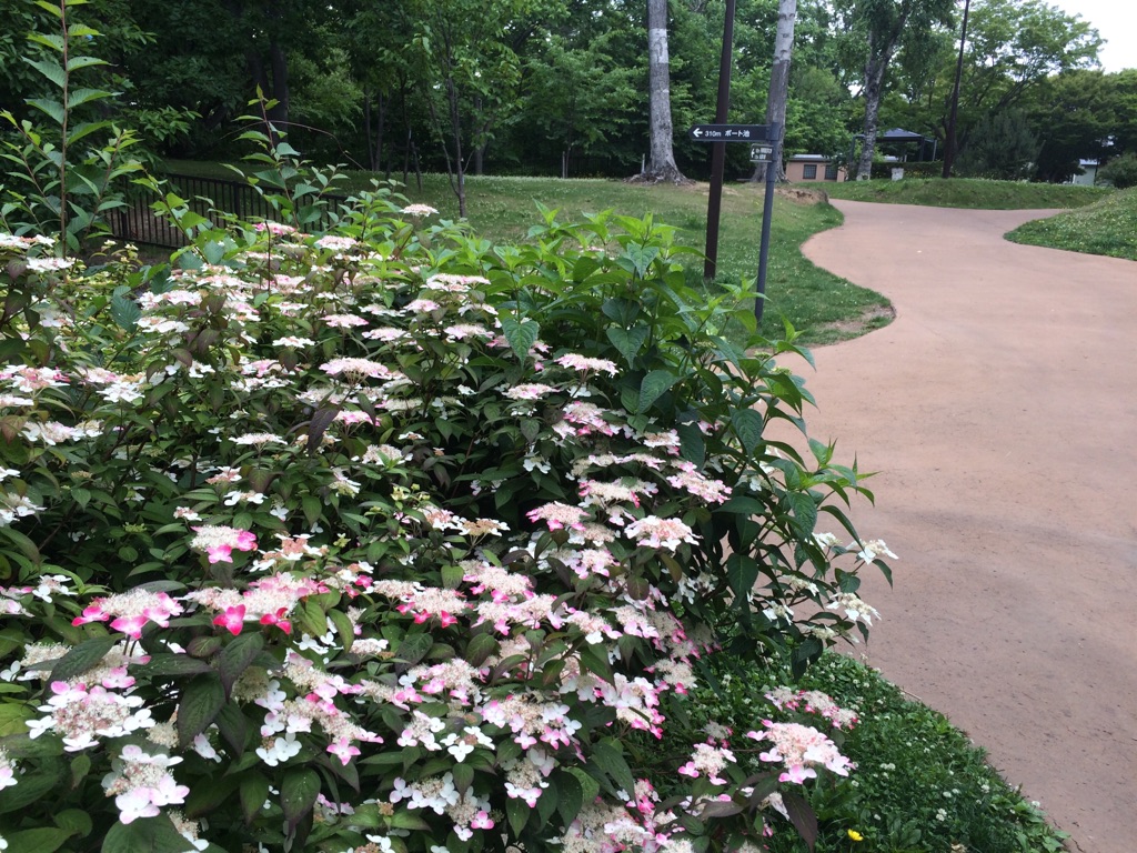 0705アジサイ