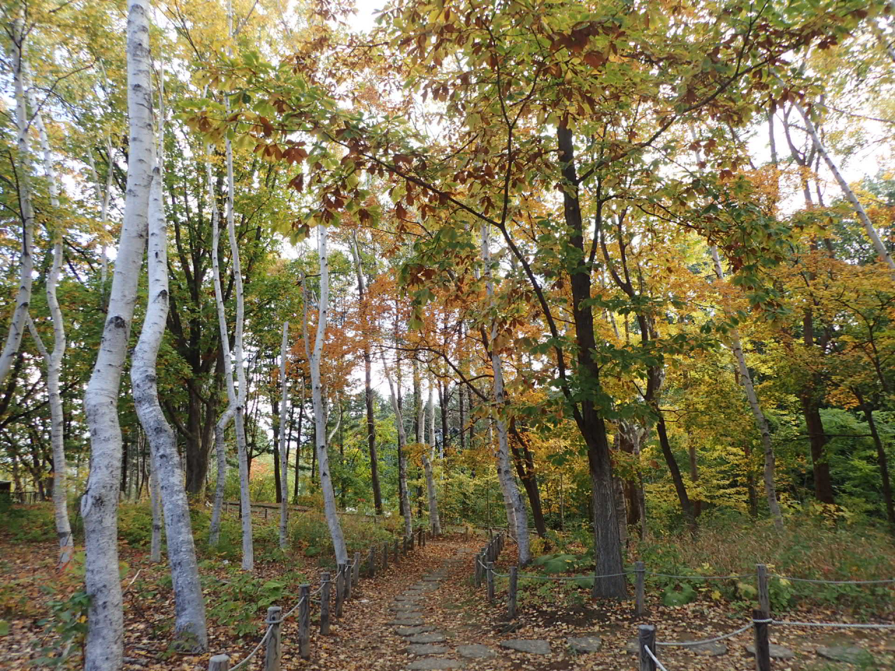 散策の森の紅葉