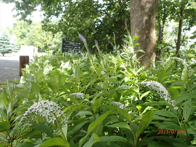 オカトラノオ_R