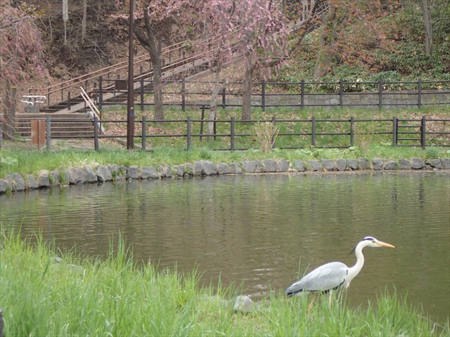 ボート池のアオサギ