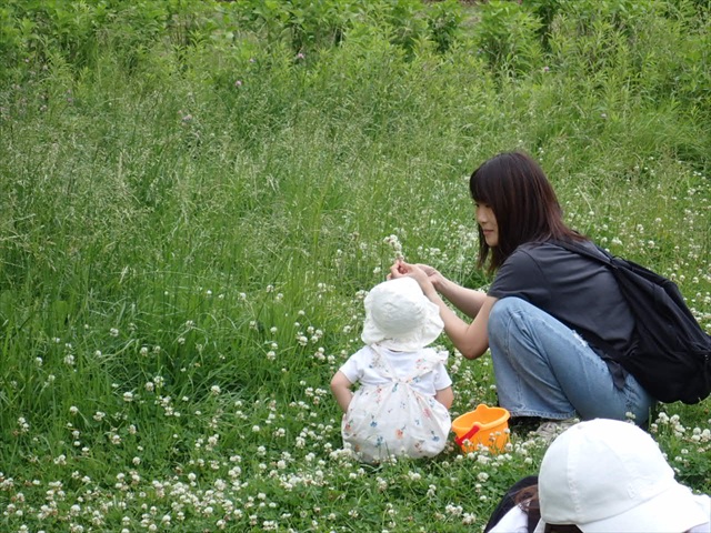 シロツメクサ_R