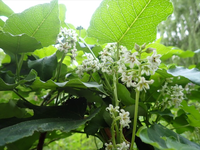 ガガイモの花_R