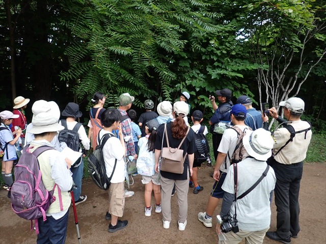 シンジュの葉_R