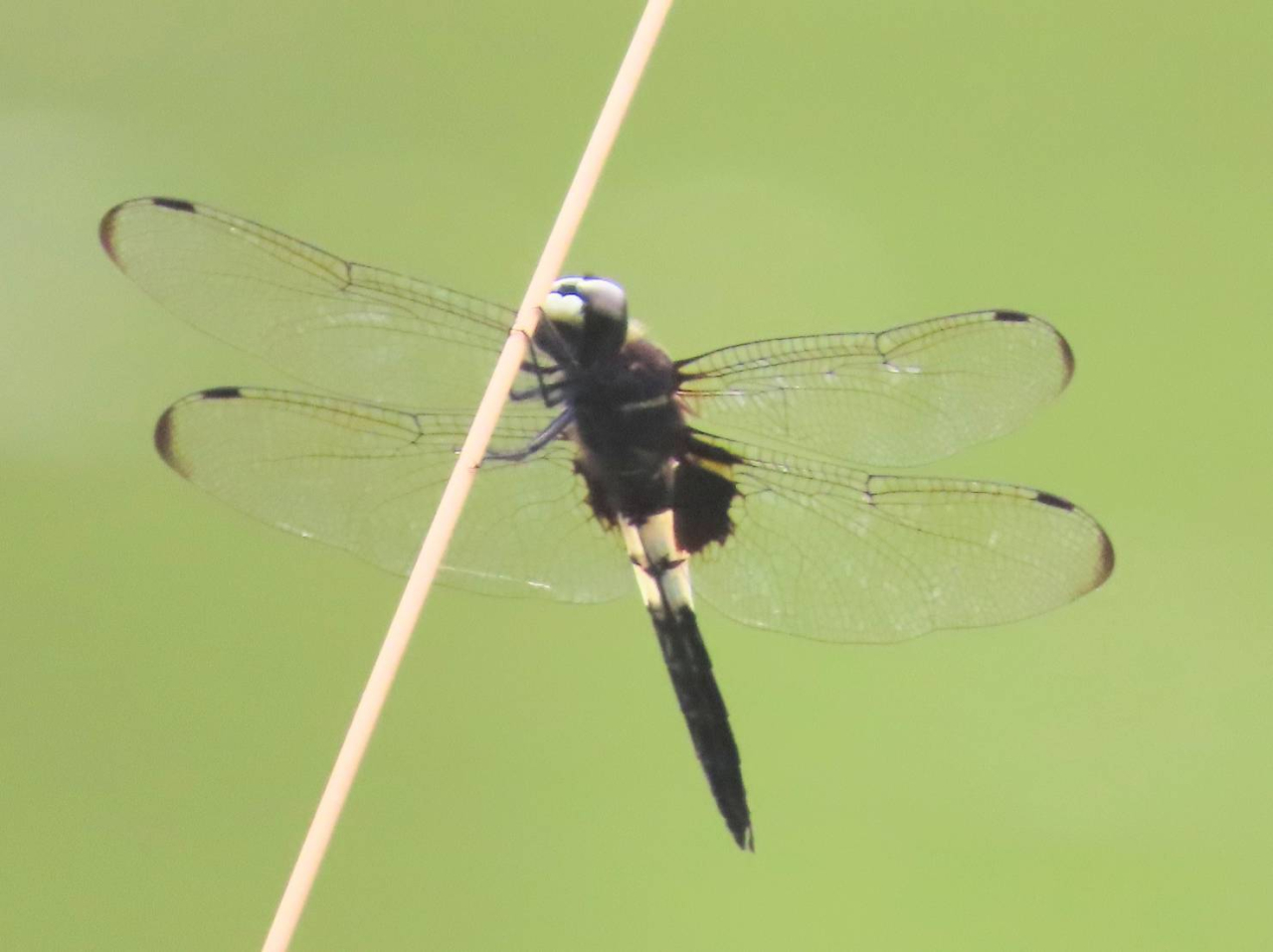 コシアキトンボ