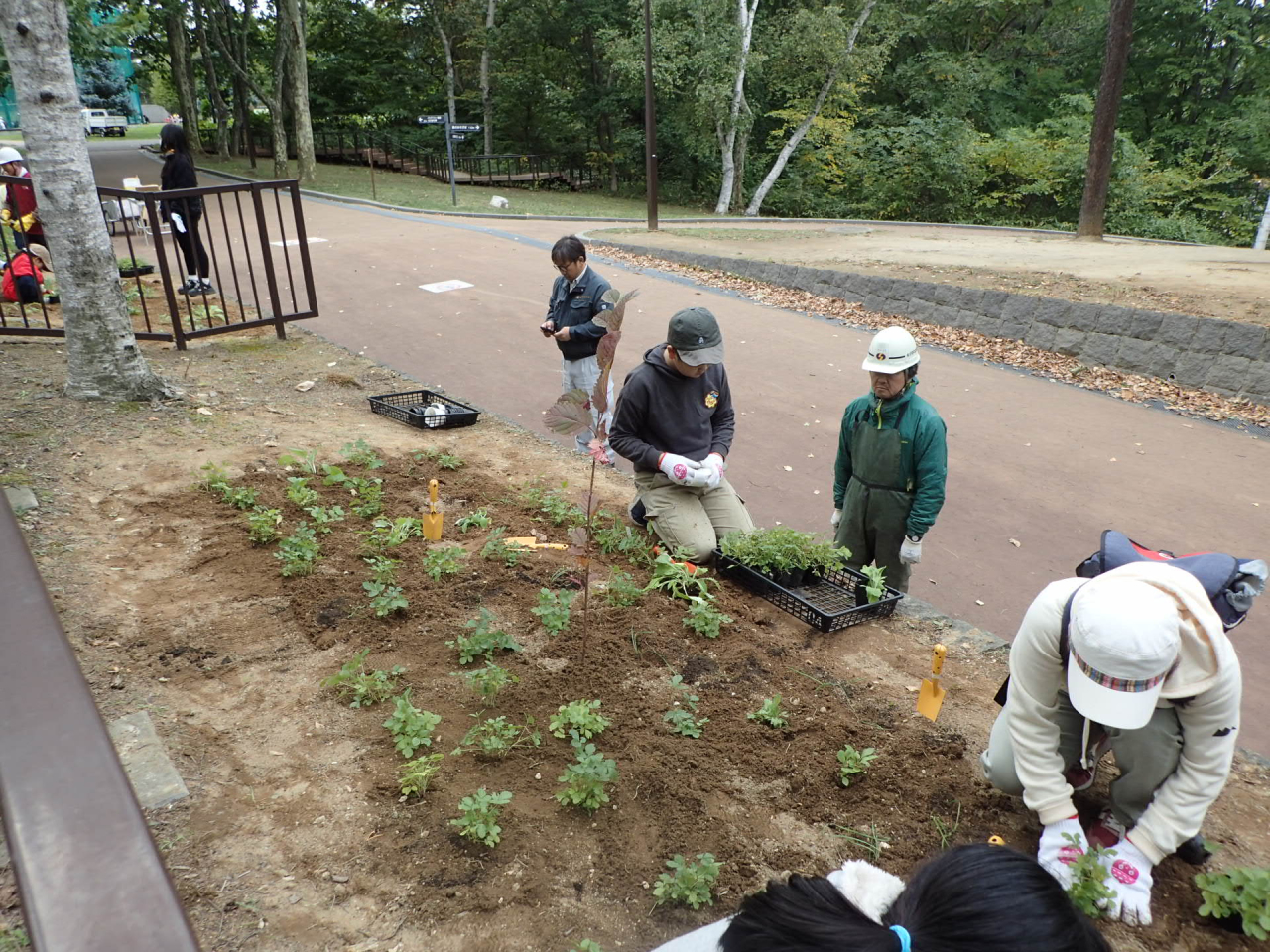 沢山植えました