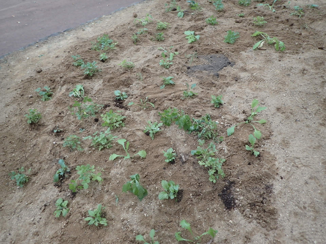 野の花がいっぱい