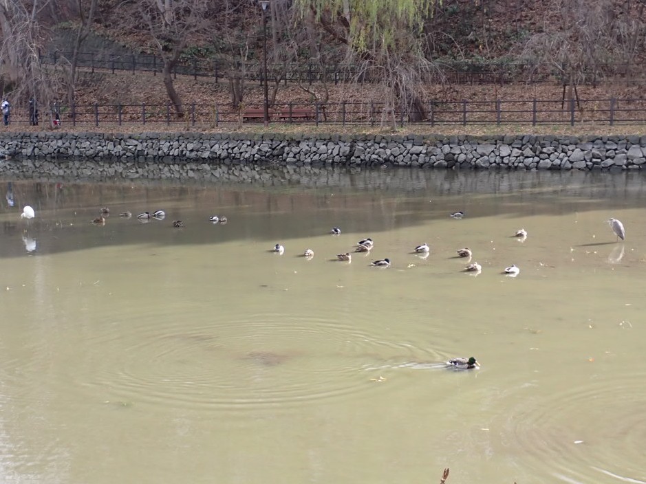 ダイサギアオサギ