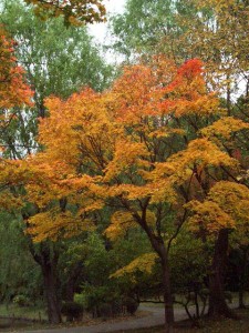 色づき始めたもみじ