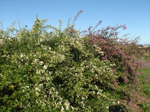 白と赤紫色のハギ