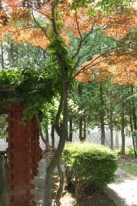 Yoshidagawa2013July14Kokage