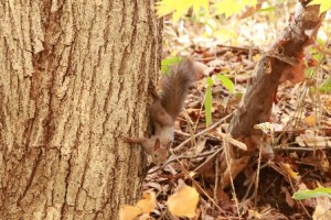 20131102EzorisuYoshidagawa