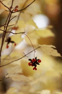 20131102YoshidagawaTsuribana