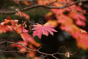 20131102YoshidagawaHauchiwakaede