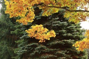 20131102YoshidagawaKonara