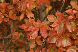 20131102YoshidagawaKonara2