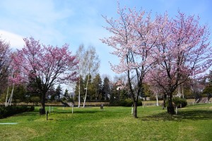 吉田川公園桜開花（PG)