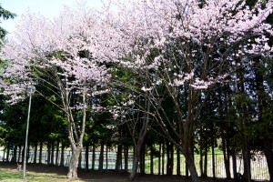 吉田川公園桜開花（園路）