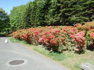 吉田川公園ツツジ