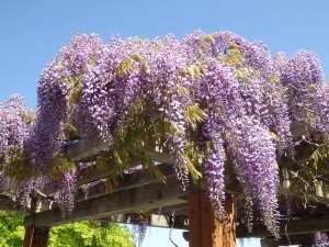 吉田川公園藤棚