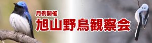 月例開催 旭山野鳥観察会
