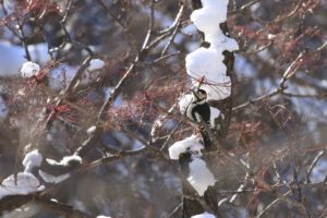 アカゲラ雄2021年1月9日
