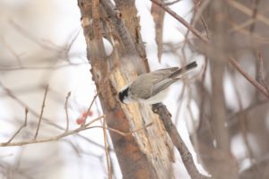 ハシブトガラ2021年1月9日