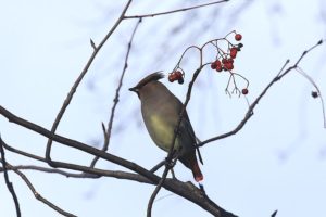 ヒレンジャク2021年1月9日