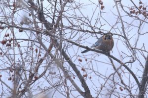 カケス2021年1月9日