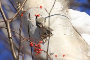 コガラ2021年1月9日