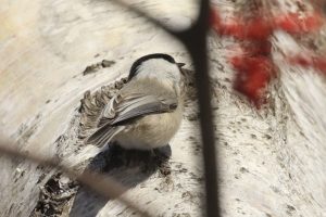 コガラ2021年1月9日2