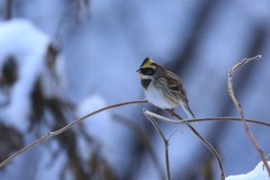 ミヤマホオジロ雄2021年1月9日2