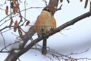 モズ雄2021年1月9日