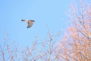 オオタカ2021年1月9日
