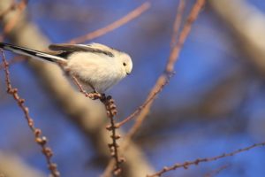 シマエナガ2021年1月9日1