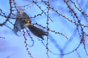 シマエナガ2021年1月9日2