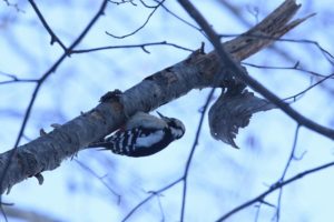 アカゲラ雄2021年1月11日