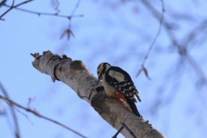 アカゲラ2021年1月16日2